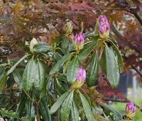 Rhododendron ponticum - Wilde rhododendron - 4