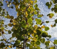 Tilia cordata 'Winter Orange' - Winterlinde - 4