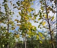 Tilia cordata 'Winter Orange' - Winterlinde - 3
