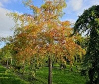 Taxodium distichum - Moerascypres - 2
