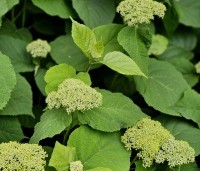 Hydrangea arborescens 'Annabelle'  - Amerikaanse Hortensia 'Annabelle' - 1