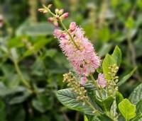 Clethra alnifolia 'Pink Spire' - Schijnsels 'Pink Spire' - bloei in juli