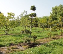 Beuk, tuinbonsai is goed te snoeien