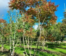 meerstammige fluweelboom