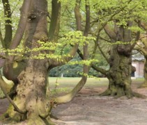 veterane bomen