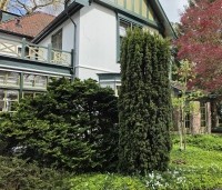 Chamaecyparis obtusa 'Nana Gracilis' - Japanse dwergcipres - 2