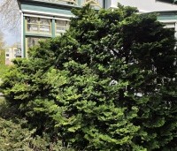 Chamaecyparis obtusa 'Nana Gracilis' - Japanse dwergcipres - 1