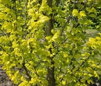 Ulmus hollandica 'Wredei' - Goudiep - 1