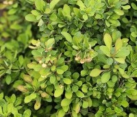 Berberis thunbergii - Japanse Berberis - 1