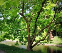 Catalpa bignonioïdes