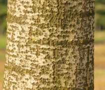Populus tremula 