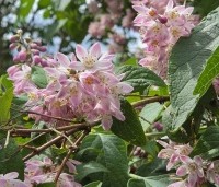 Deutzia hybrida 'Strawberry Fields' - Bruidsbloem  'Strawberry Fields' - 1