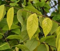 Gymnocladus dioica - Doodsbeenderenboom - 2