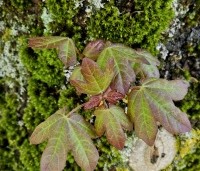 Acer campestre 'Red Shine' - Veldesdoorn met rood uitlopend blad - 2