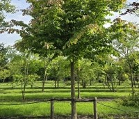 Parrotia persica - Perzisch IJzerhout - 1