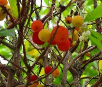 Arbutus