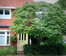 Rhus Typhina