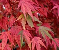Acer palmatum - Japanse Esdoorn - 1