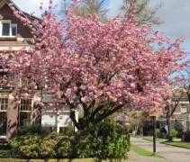 Prunus serrulata 'Kanzan' boom in bloei