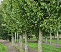 Carpinus betulus 'Frans Fontaine' - Haagbeuk 'Frans Fontaine' -  september 2025 Kwekerij THB in Vaassen.