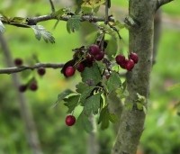 Crataegus monogyna - Eenstijlige meidoorn - 2