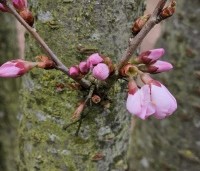 Prunus 'Pandora' - Sierkers 'Pandora' - 2