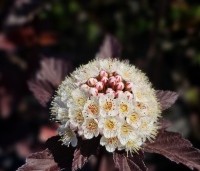 Physocarpus opulifolius 'Diabolo' - Blaasspiraea 'Diabolo' - 5