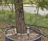 Sequoiadendron giganteum - Mammoetboom - 3