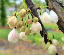 Halesia Carolina