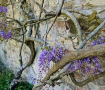 Wisteria sinensis blauw