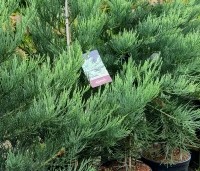 Sequoiadendron giganteum 'Healthy Mammoth One' - Mammoetboom 'Healthy Mammoth One'  - 3