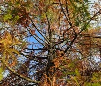 Taxodium distichum - Moerascypres - 1