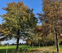 Quercus palustris - Moeraseik - 4