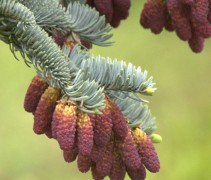Bloeiwijze Abies procera 'Glauca'