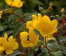 Hertshooi gele bloem - vakbeplanting