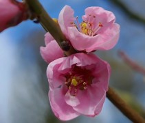 Prunus persica 'Amsden'