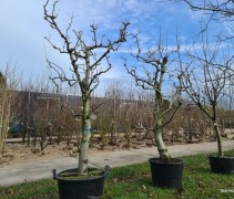 Pyrus Doyenne du Comice