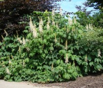 Aesculus parviflora 