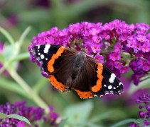 Buddleja davidii 'Royal Red'