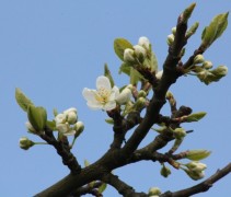 Prunus domestica 'Opal'