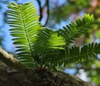 Metasequoia glyptostroboides - Chinese Moerascipres - 1