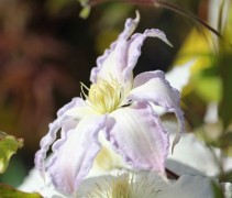 Clematis 'Gladys Picard' uit onze collectie klimplanten