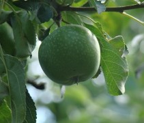 Malus domestica 'Granny Smith'