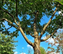 Prunus Accolade zomerblad