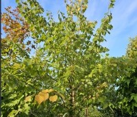 Tilia mongolica 'Buda' - Mongoolse Lindeboom - 1