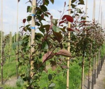 Sierappel 'Mokum', hoogstam jonge bomen aan bamboe stok