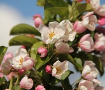 Sierappel 'Red Sentinel', hoogstam boom met herkenbare fruit bloesem