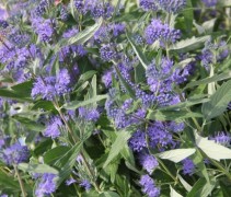 Caryopteris clandonensis 'Heavenly Blue'