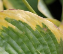 De kenmerkende gele randen van de Hosta 'Frances Williams'