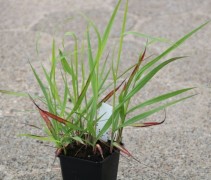 Panicum 'Shenandoah'